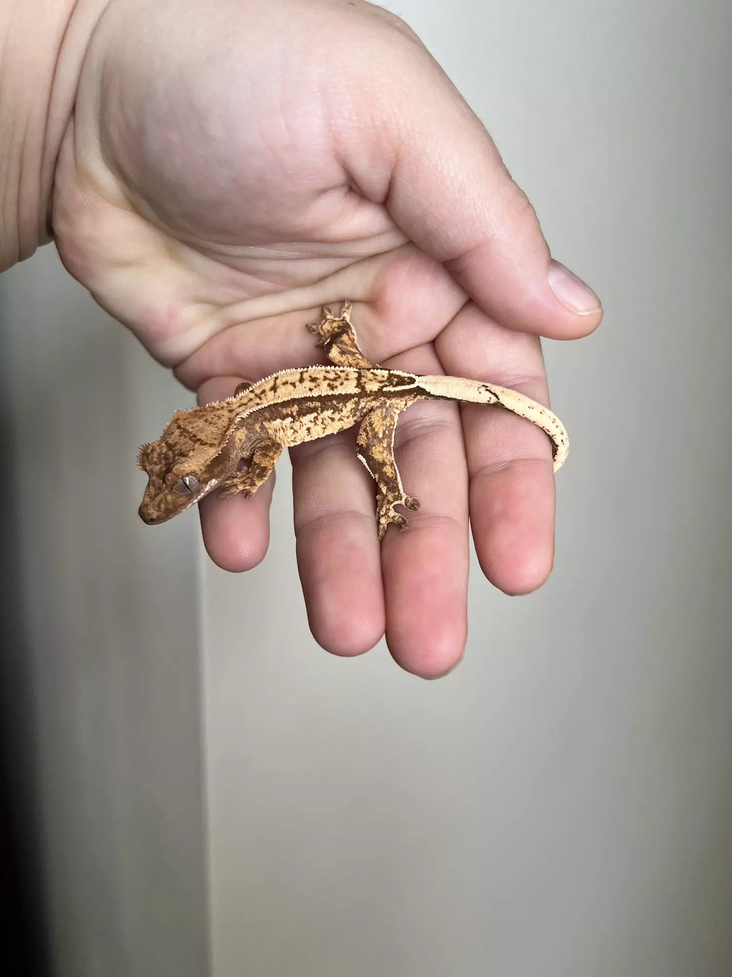 plant/VA1: 5 grams: No Pores Seen-0