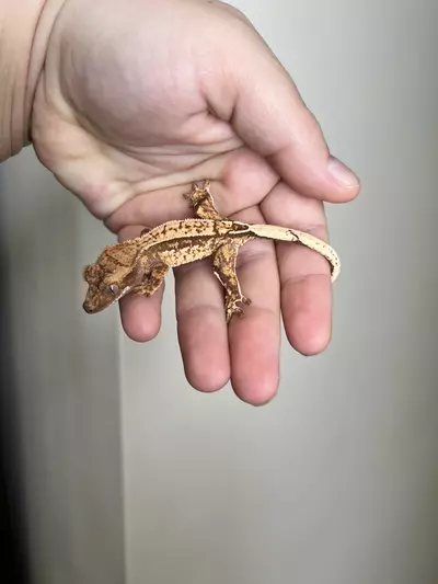 plant/VA1: 5 grams: No Pores Seen-0-thumbnail