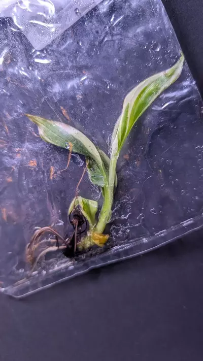 plant/Musa NoNo Pink banana tree-0-thumbnail