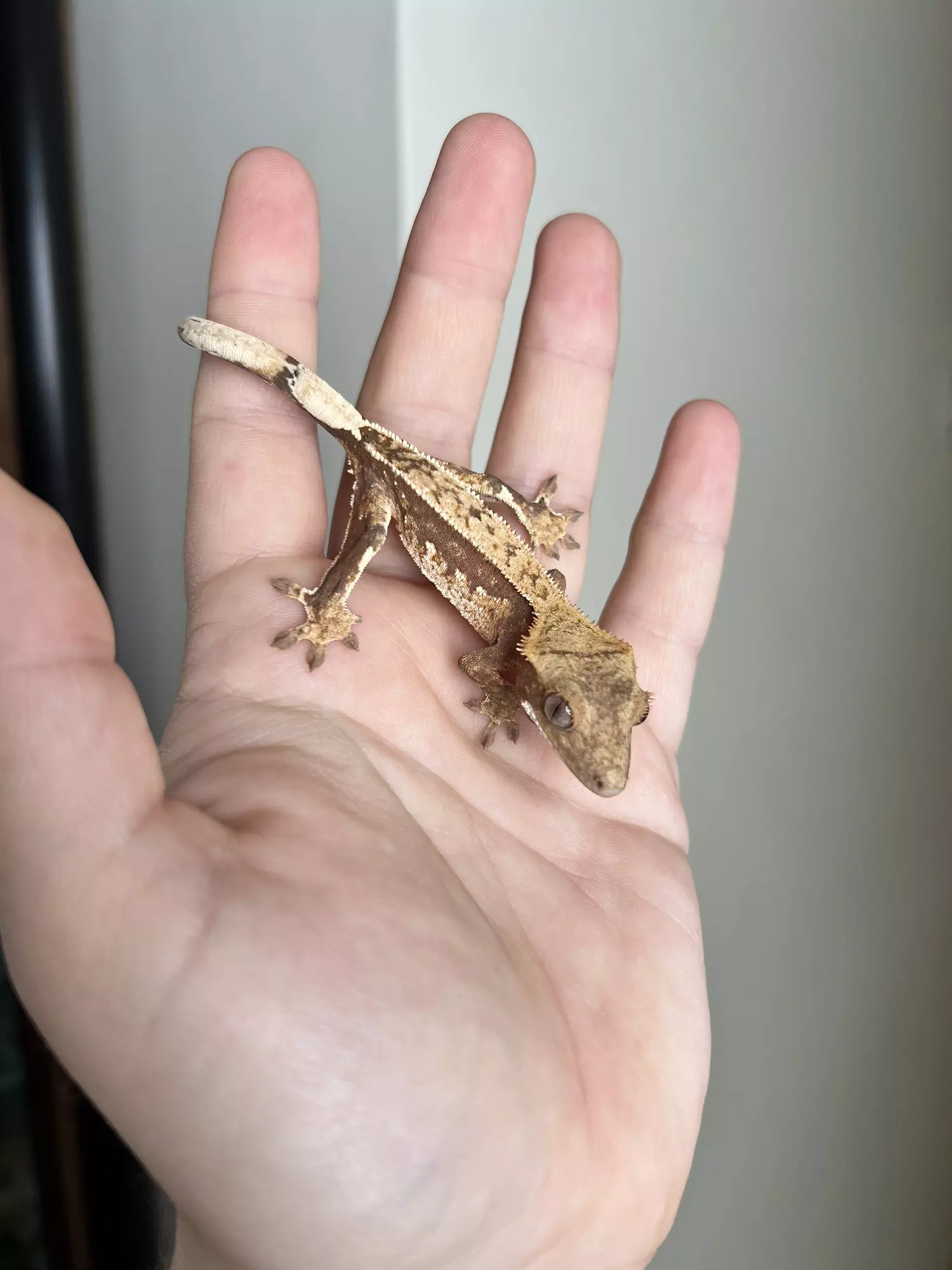 plant/SO2: Possible Pores Seen: 6 grams-1