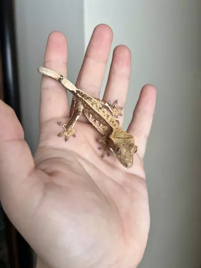 plant/SO2: Possible Pores Seen: 6 grams-1-thumbnail