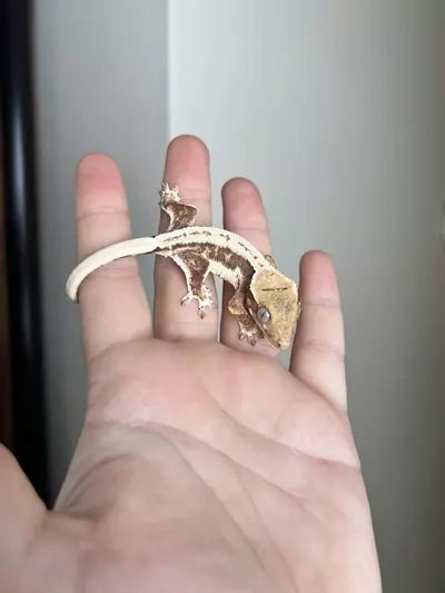 plant/PG6: Lilly White: No Pores Seen: 5 grams-2-thumbnail