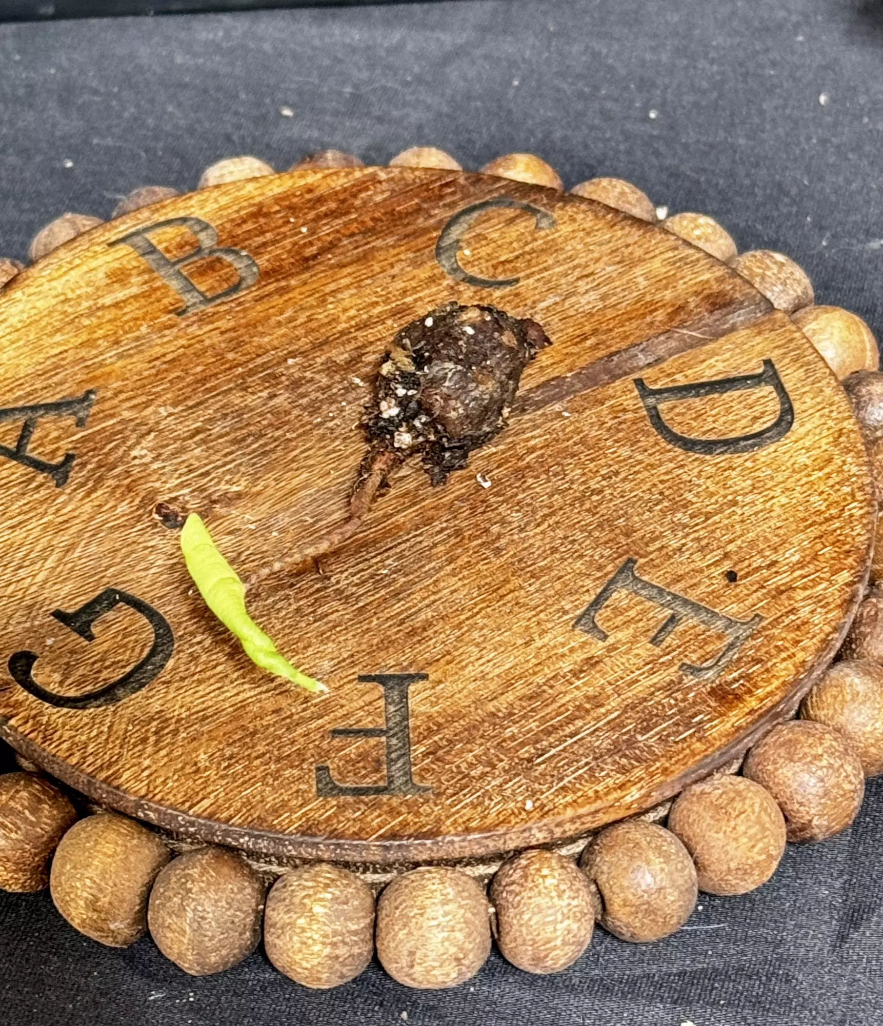 plant/Mint Pink Stingray Corm -0