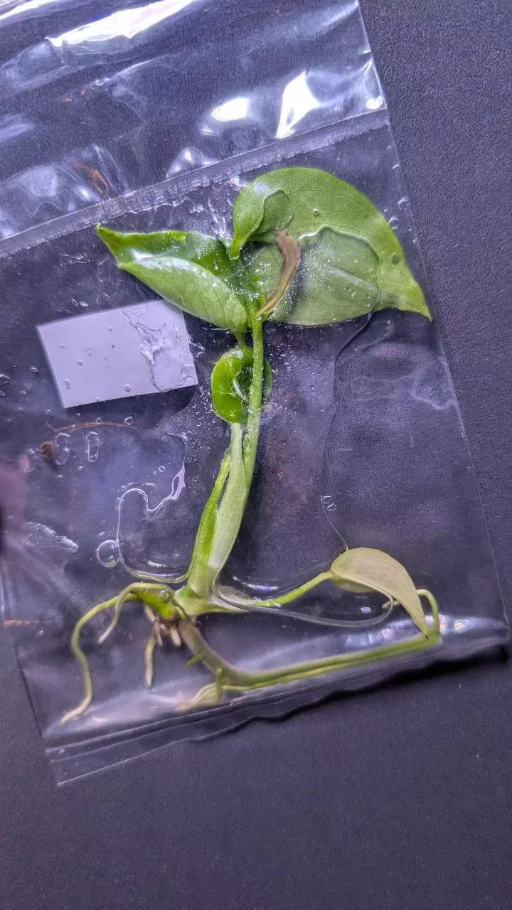 plant/Monstera Vietcosa TC-1