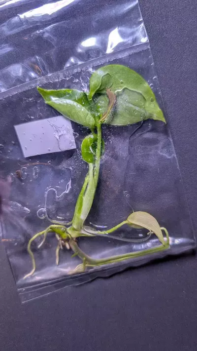 plant/Monstera Vietcosa TC-1-thumbnail