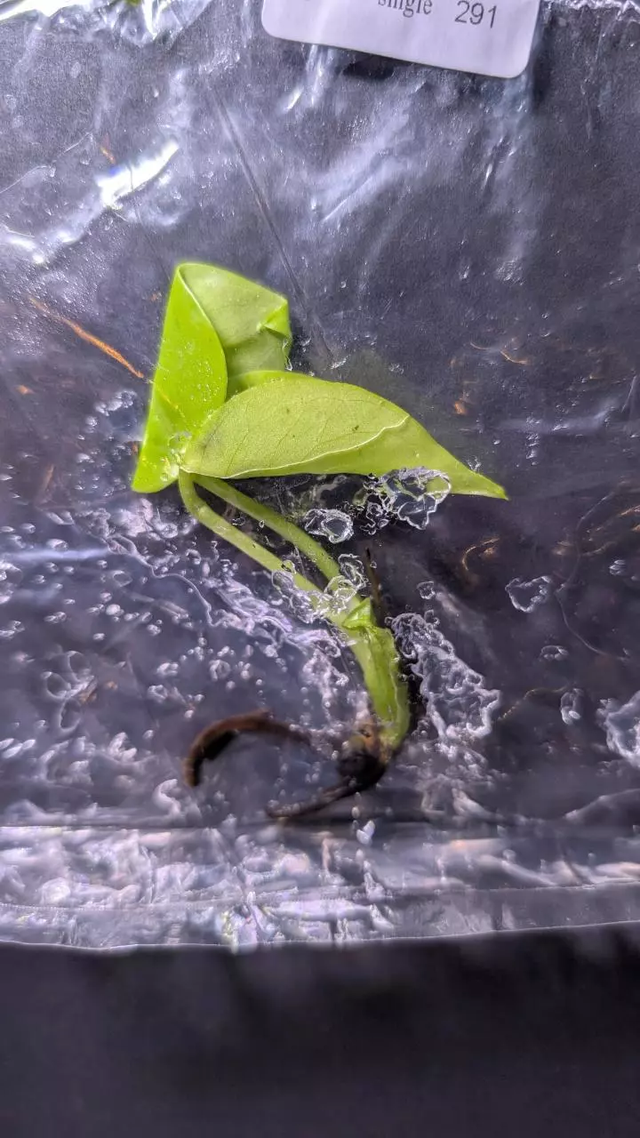 plant/Monstera Lemon Lime TC-1