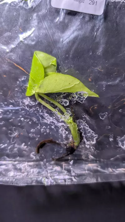 plant/Monstera Lemon Lime TC-1-thumbnail