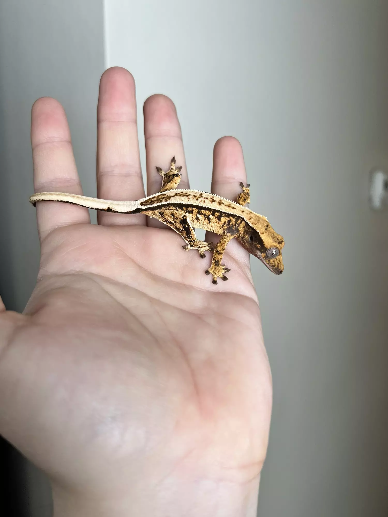 plant/PC8: Tricolor Harlequin: 6 grams: No Pores Seen-2