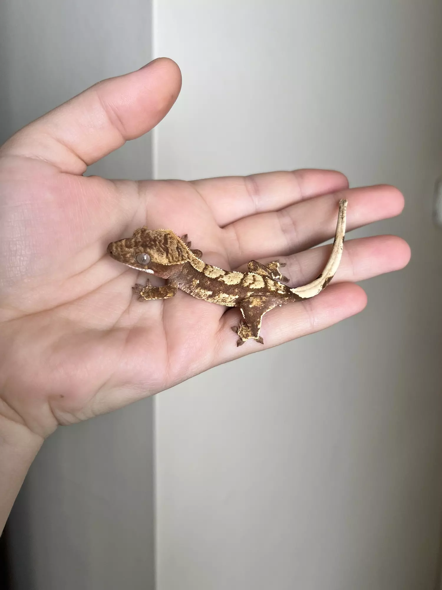 plant/MTS4: 6 grams: No Pores Seen-2