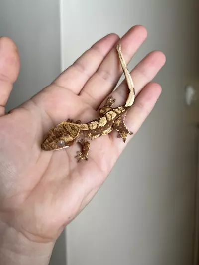 plant/MTS4: 6 grams: No Pores Seen-1-thumbnail