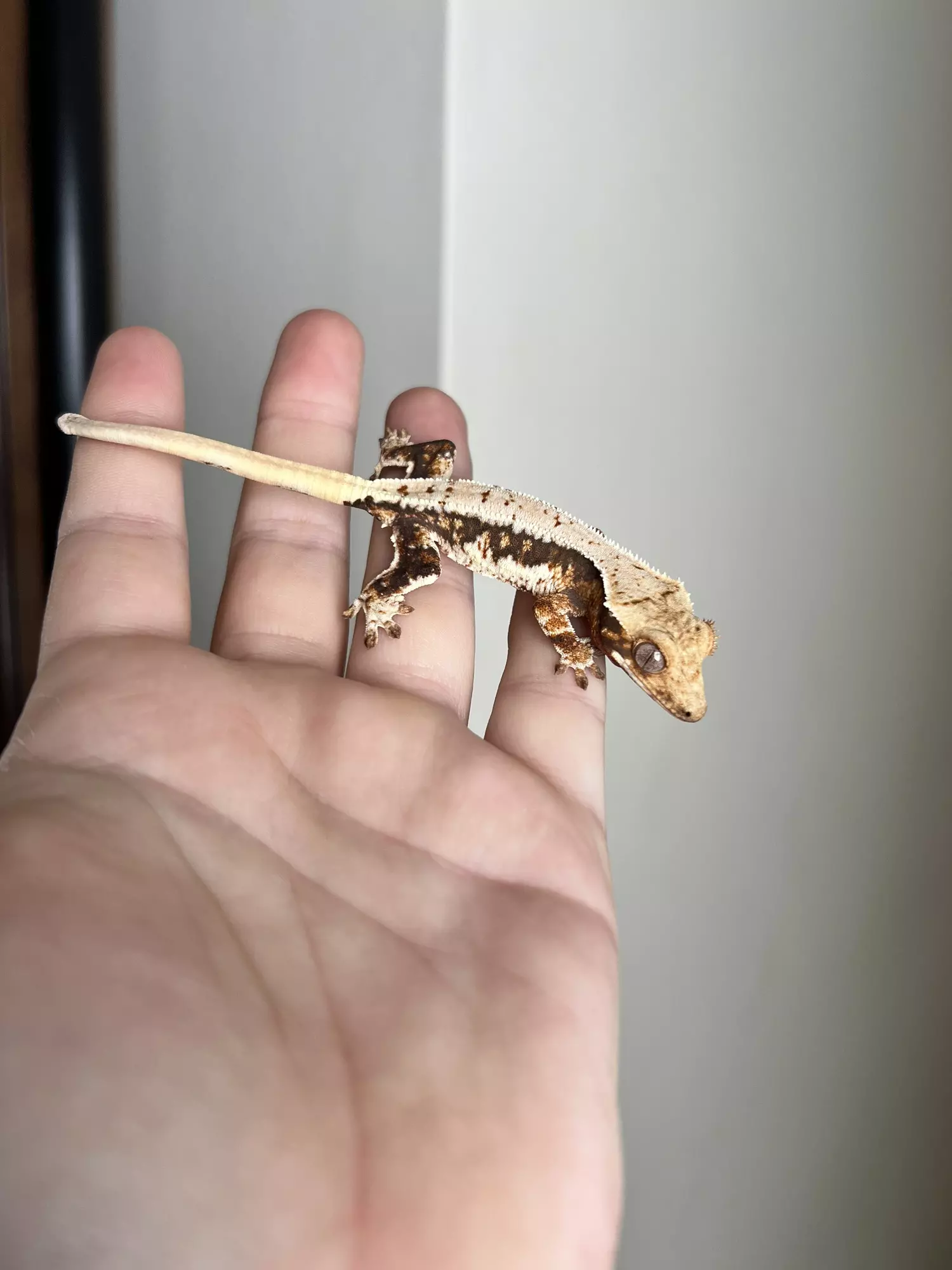 plant/PO1: Tricolor Lilly White: 7 grams: No Pores Seen-1