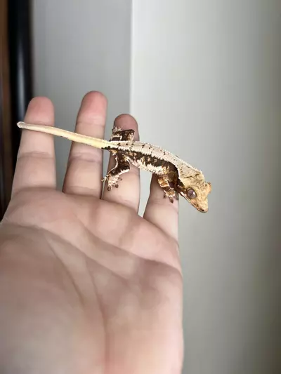 plant/PO1: Tricolor Lilly White: 7 grams: No Pores Seen-1-thumbnail