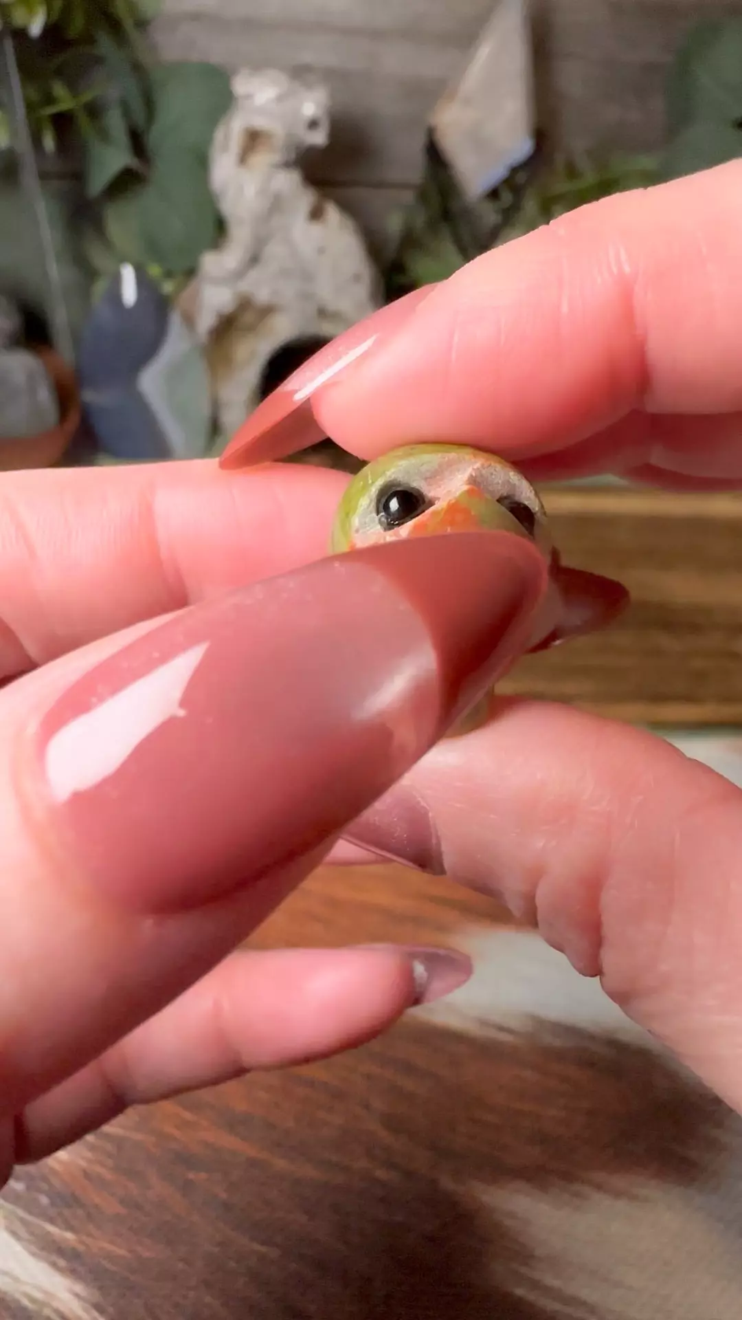 plant/Unakite Mini Mushroom Rockface -0