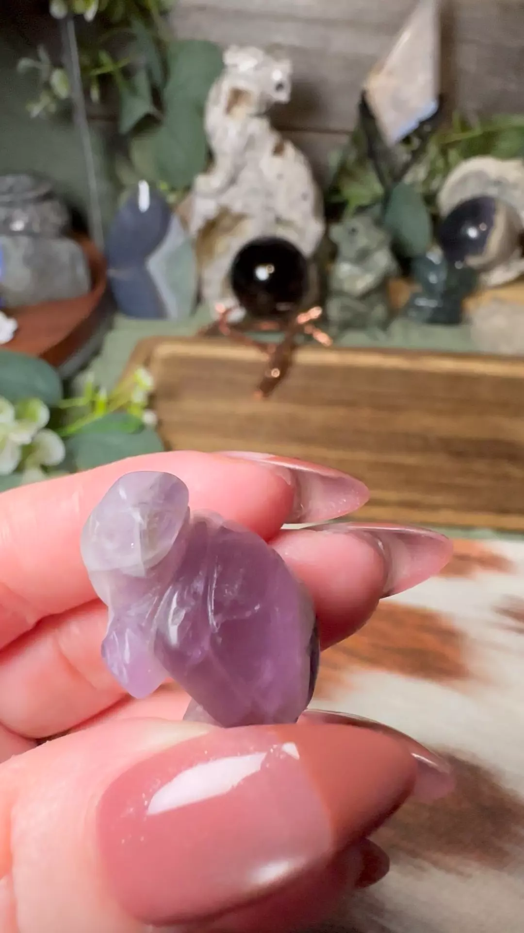 plant/Mini Tortoise Amethyst-0