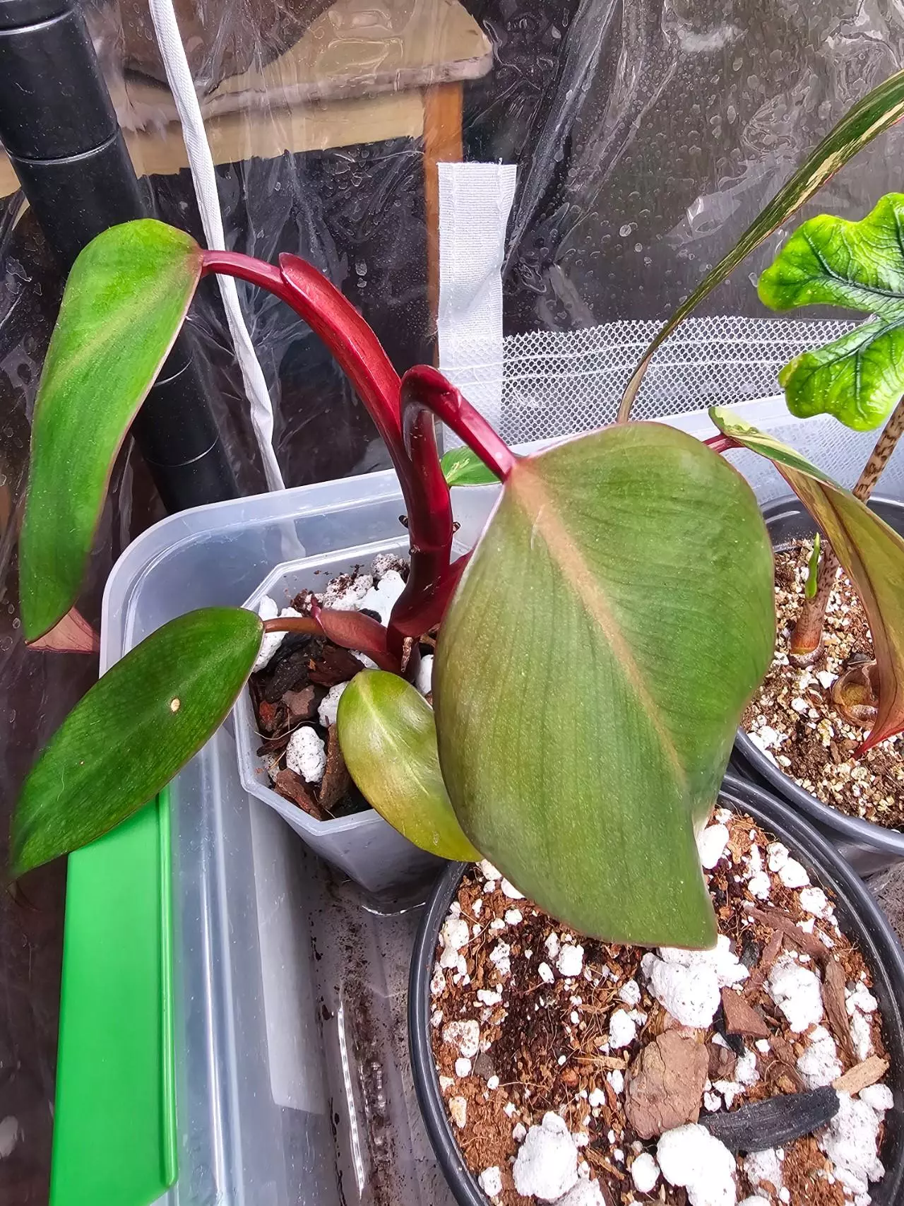 plant/STRAWBERRY SHAKE PHILODENDRON-1