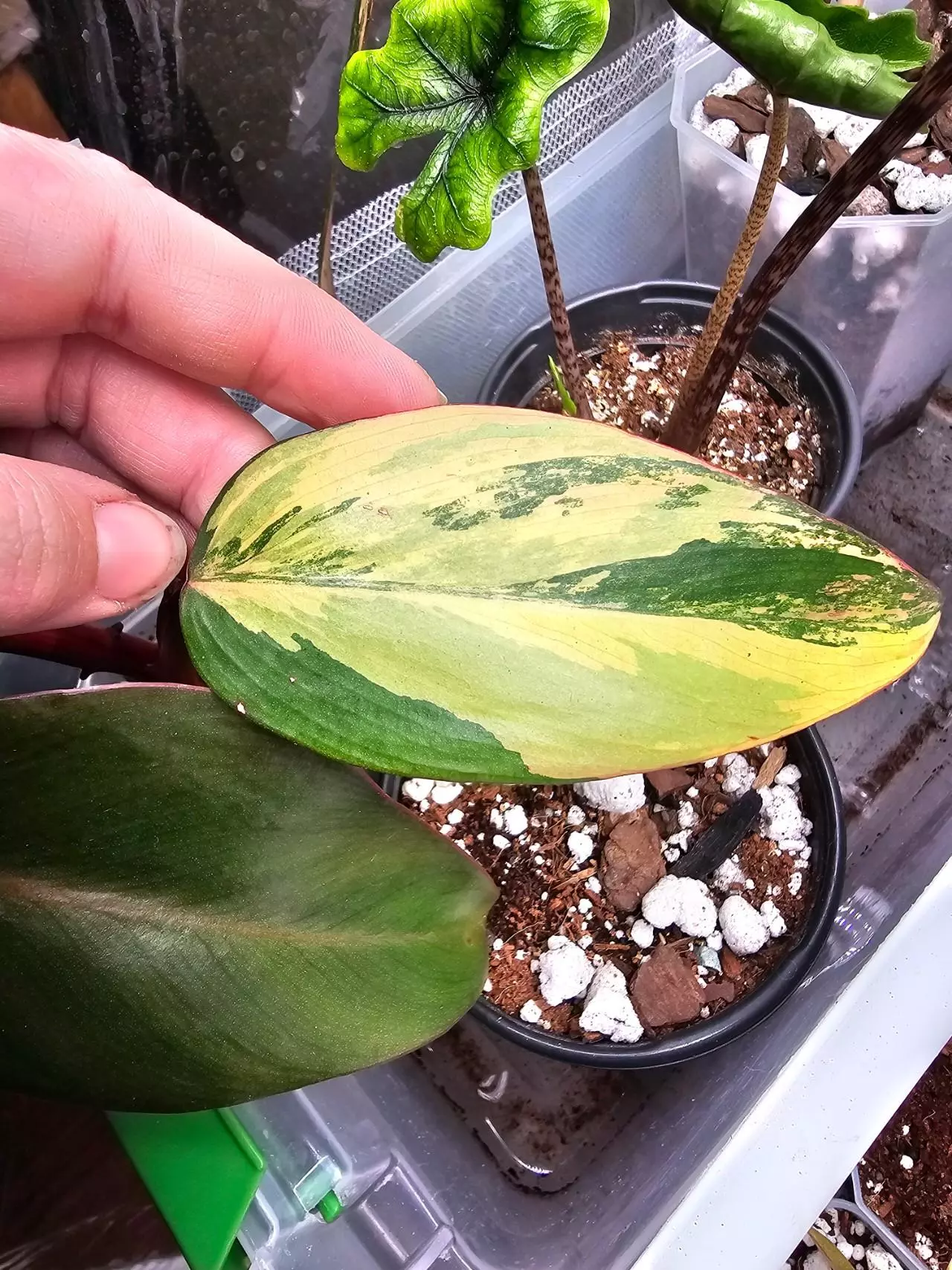 plant/STRAWBERRY SHAKE PHILODENDRON-0