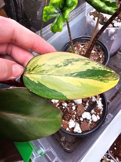 plant/STRAWBERRY SHAKE PHILODENDRON-0-thumbnail