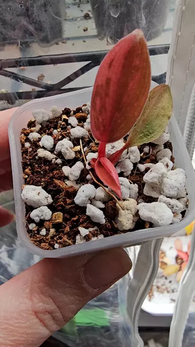 plant/RED CONGO VARIGATED- PHILODENDRON-3-thumbnail