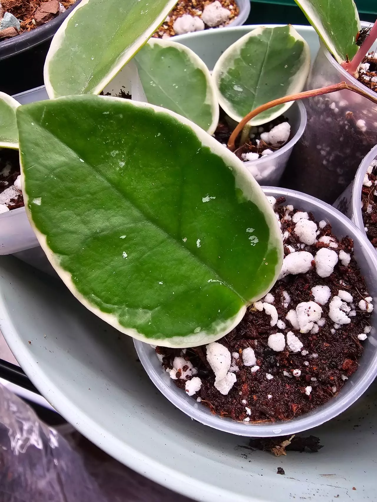 plant/KRIMSON QUEEN- HOYA-0