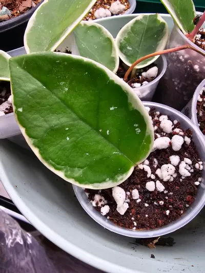 plant/KRIMSON QUEEN- HOYA-0-thumbnail