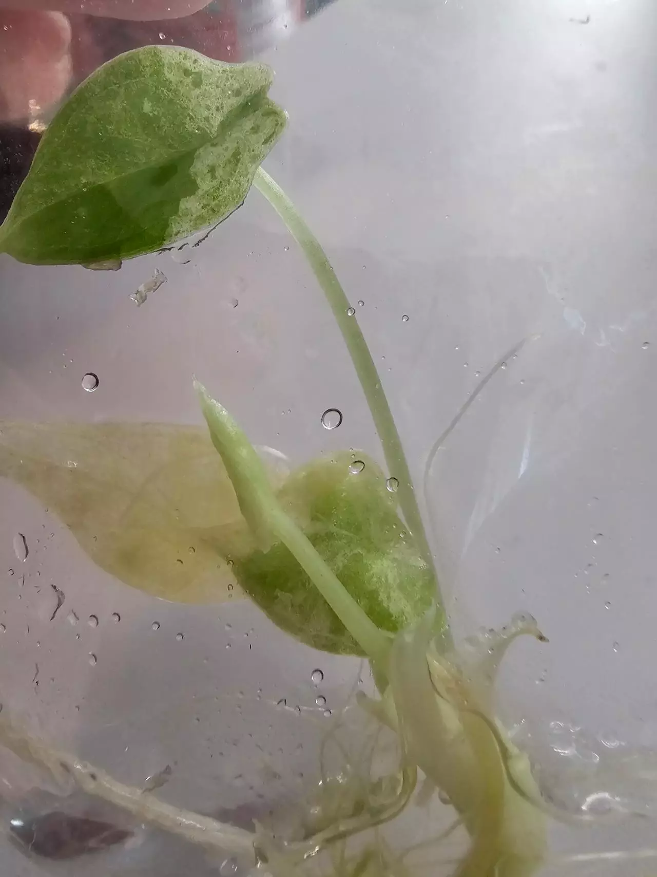 plant/DRAGON SCALE MINT- ALOCASIA TISSUE CULTURE #36-3