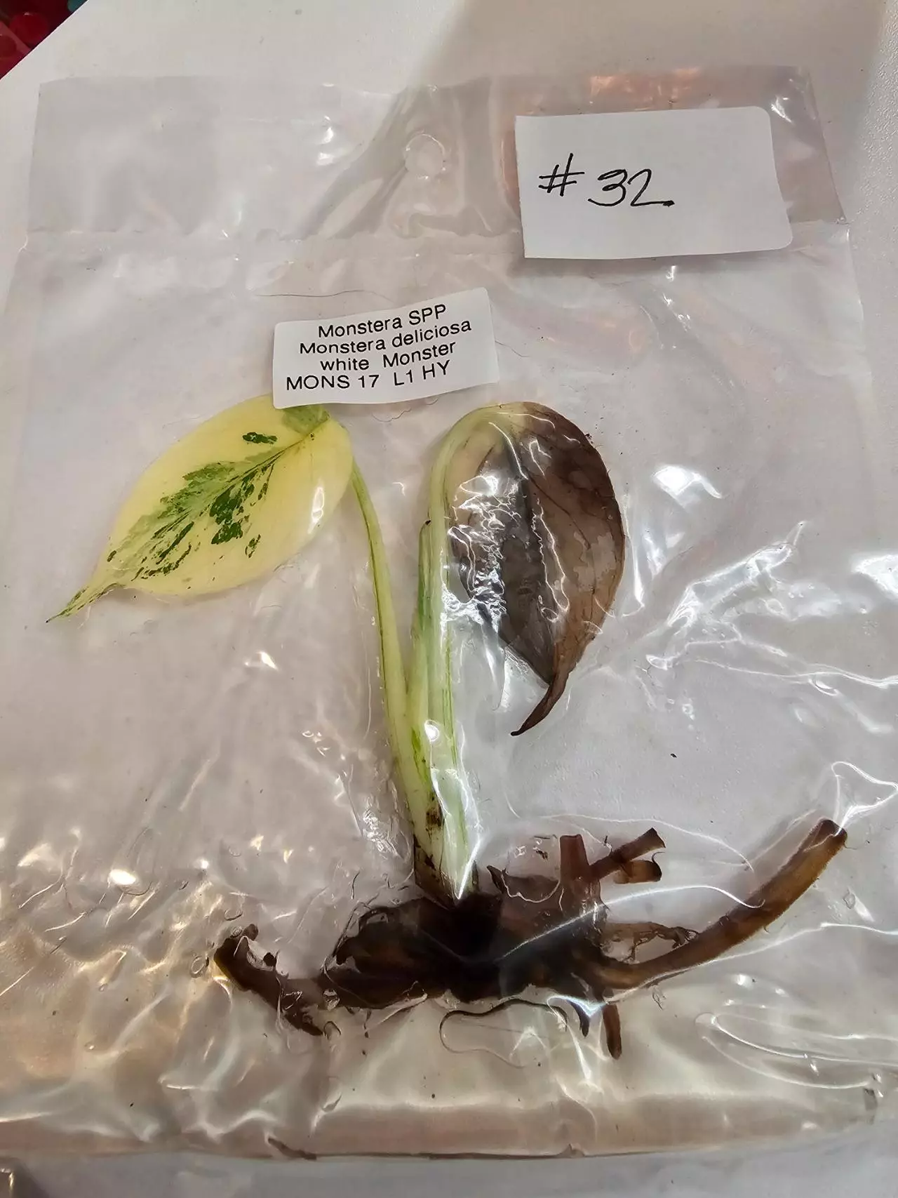 plant/WHITE MONSTER- MONSTERA TISSUE CULTURE-0