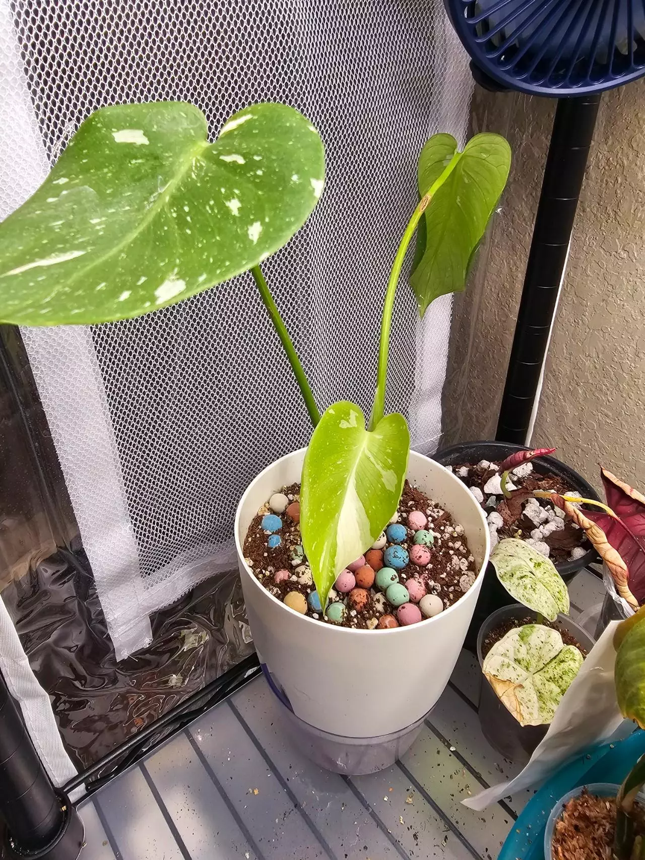 plant/THAI CONSTELLATION- MONSTERA PLANT-2