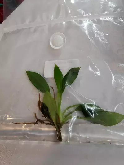 plant/ZEBRA- PHILODENDRON TISSUE CULTURE #34-1-thumbnail