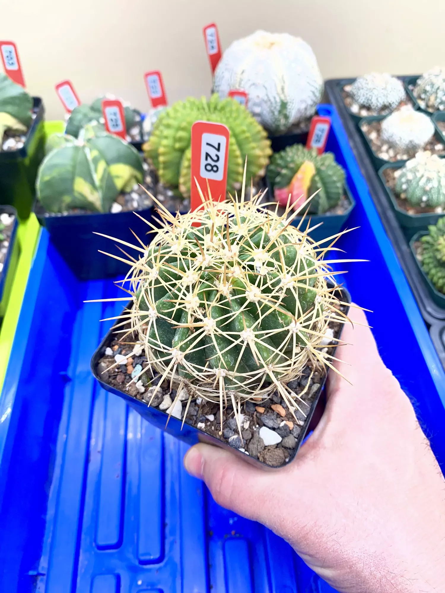 plant/728 Melocactus Dawsonii (Collector’s Cactus)-0
