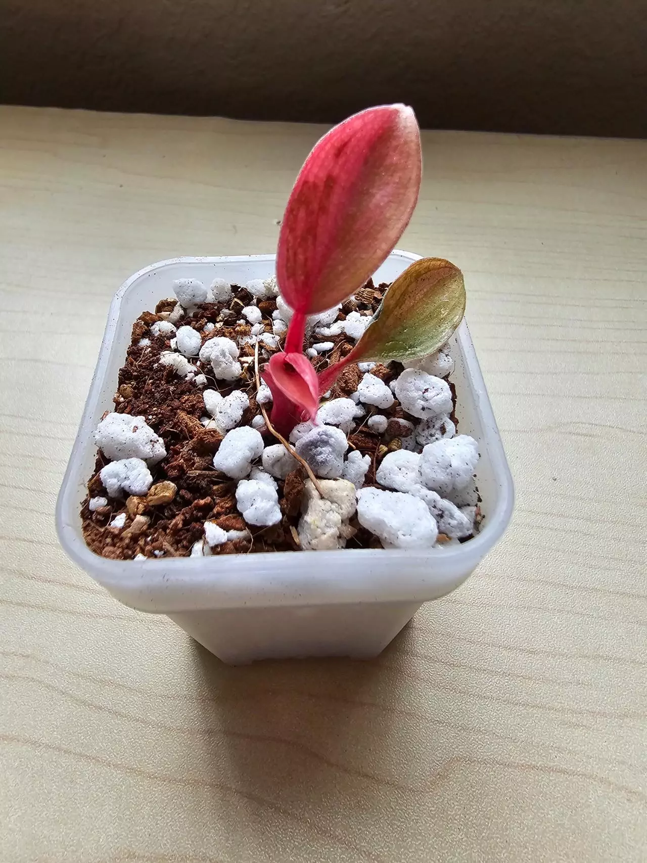 plant/RED CONGO VARIGATED- PHILODENDRON-0