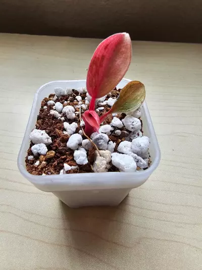 plant/RED CONGO VARIGATED- PHILODENDRON-0-thumbnail