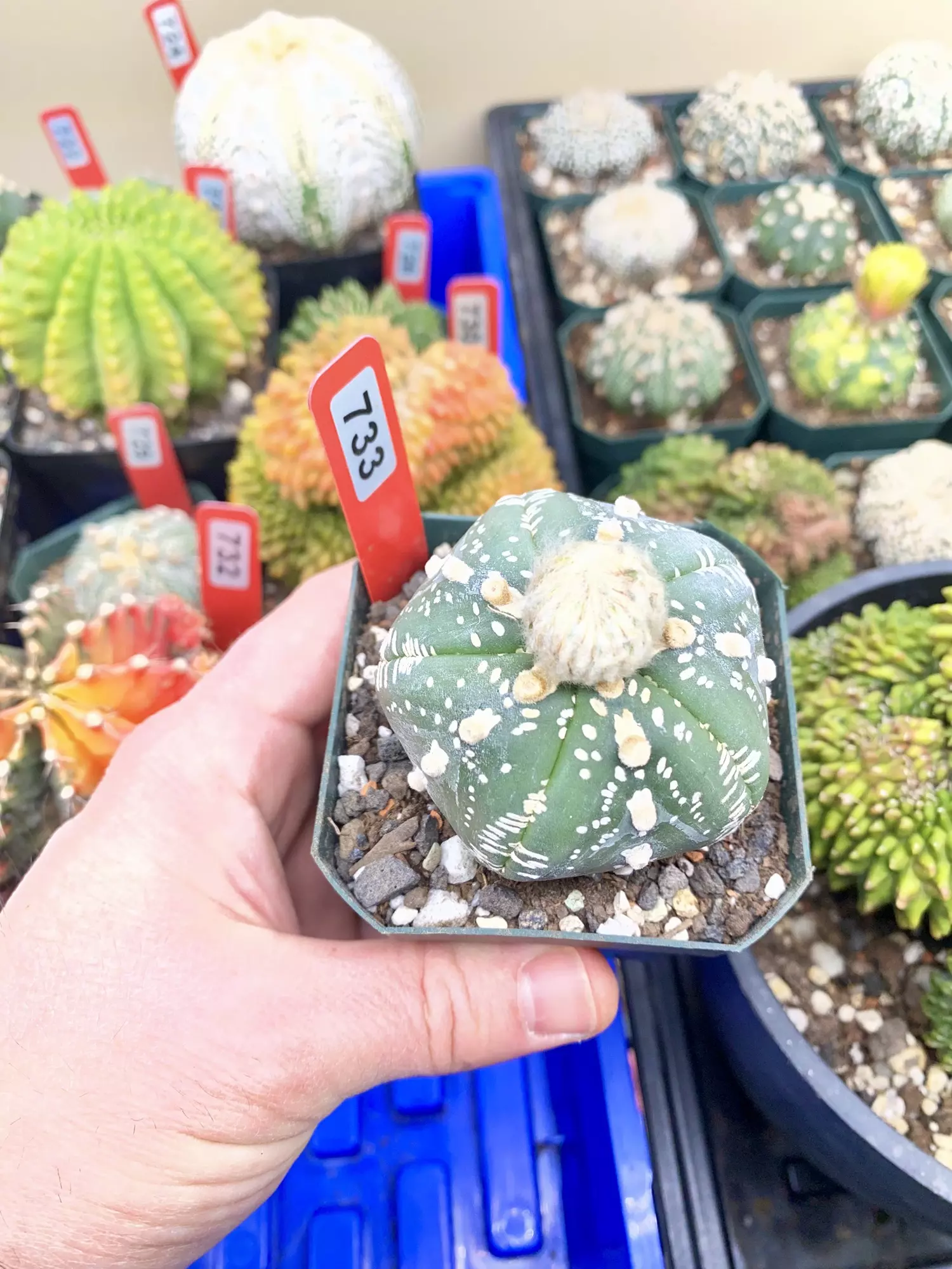 plant/733 Astrophytum Asterias V-Type 5-Rib RARE-0