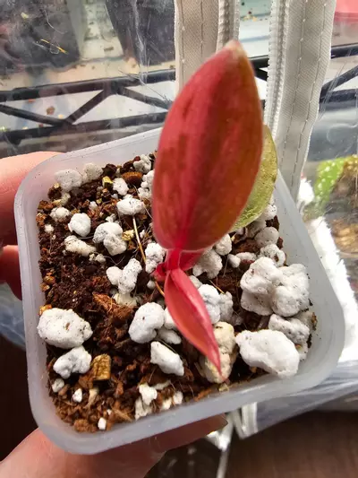 plant/RED CONGO VARIGATED- PHILODENDRON-1-thumbnail