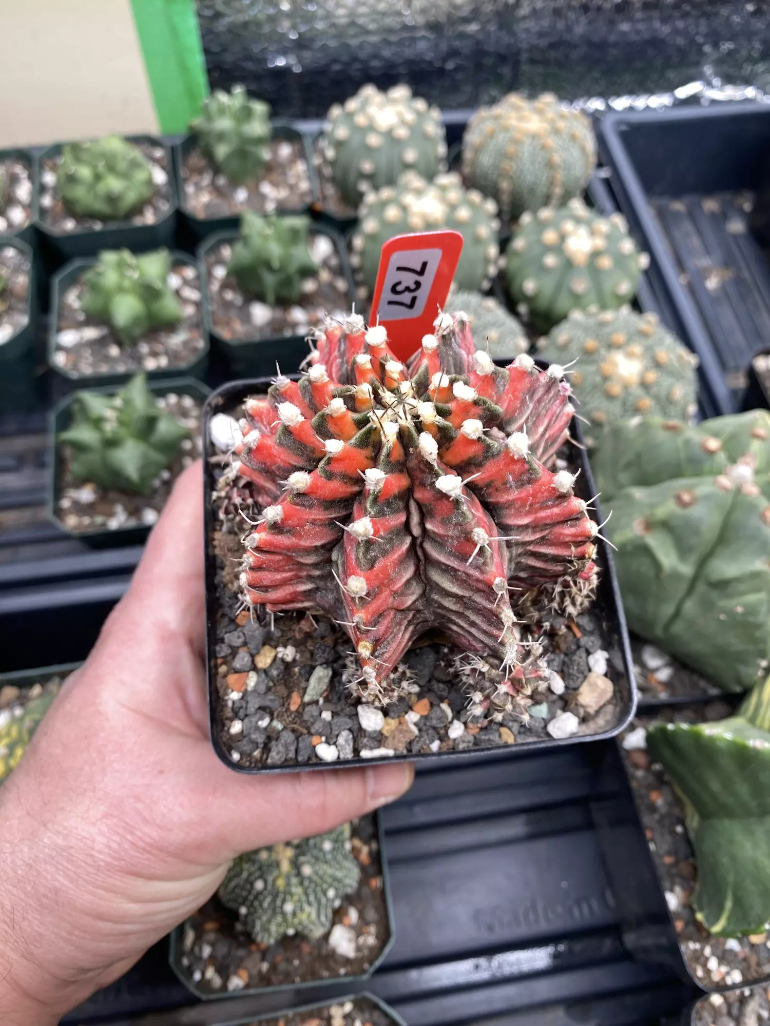 plant/737 XL Gymnocalycium Variegated Black & Red Full Pattern Momma-0
