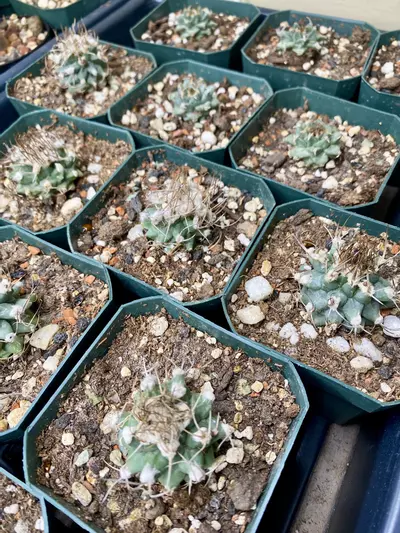 plant/Growers Choice Turbinicarpus Nikolae-0-thumbnail