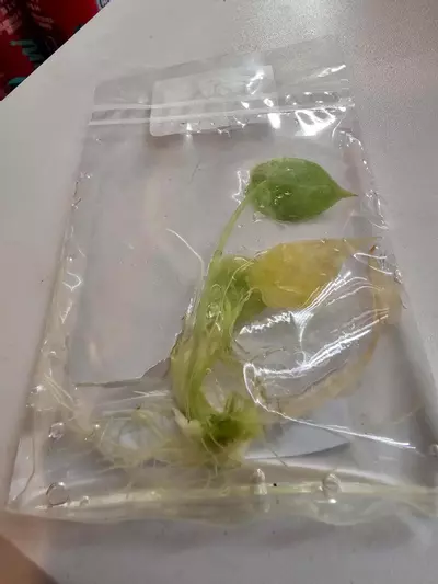 plant/DRAGON SCALE MINT- ALOCASIA TISSUE CULTURE #36-1-thumbnail