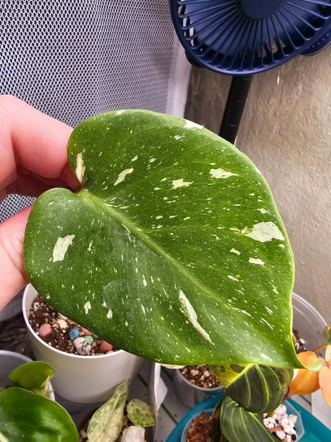 plant/THAI CONSTELLATION- MONSTERA PLANT-0