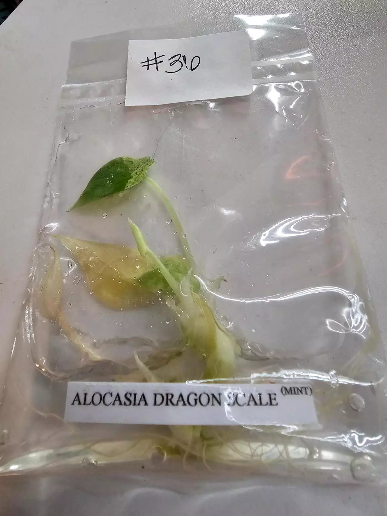 plant/DRAGON SCALE MINT- ALOCASIA TISSUE CULTURE #36-0