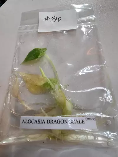 plant/DRAGON SCALE MINT- ALOCASIA TISSUE CULTURE #36-0-thumbnail