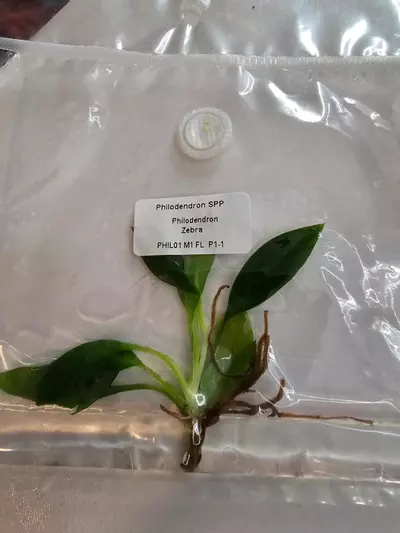 plant/ZEBRA- PHILODENDRON TISSUE CULTURE #34-0-thumbnail