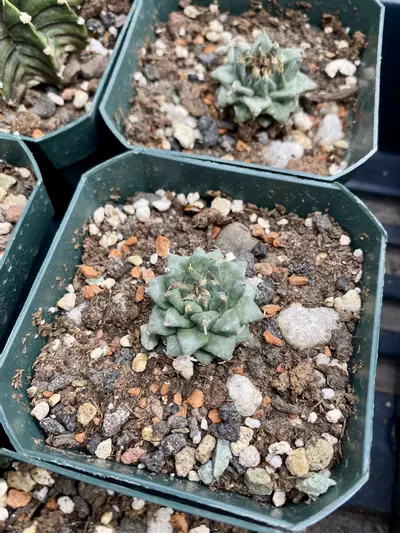 plant/Growers Choice Turbinicarpus Alonsoi-0-thumbnail