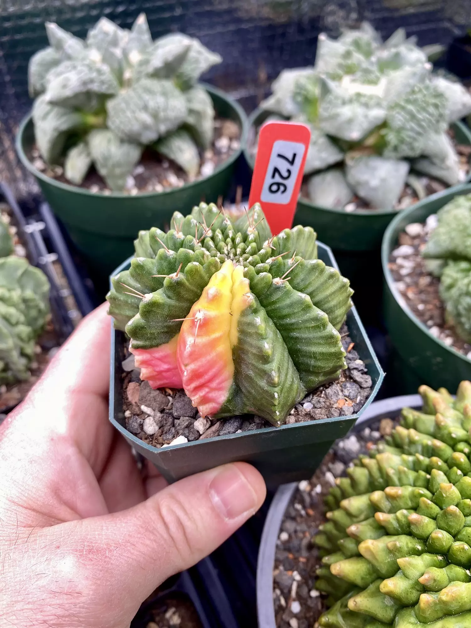 plant/726 Gymnocalycium Inermis Variegated Rocket Ship-0