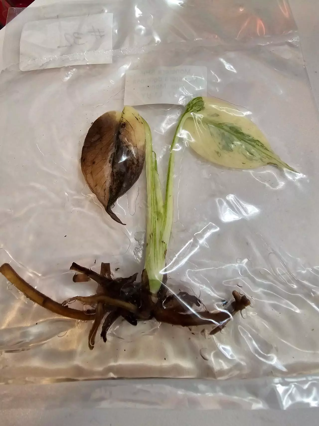 plant/WHITE MONSTER- MONSTERA TISSUE CULTURE-1