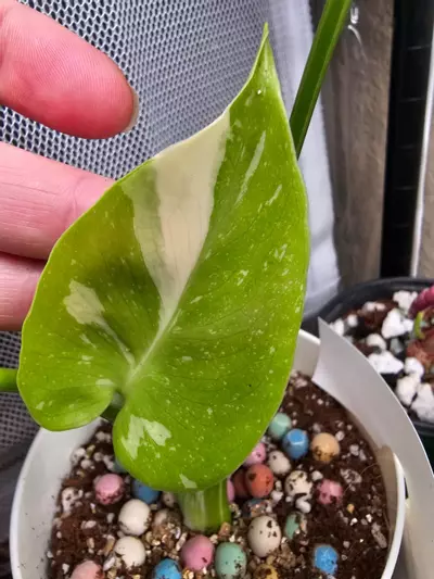 plant/THAI CONSTELLATION- MONSTERA PLANT-1-thumbnail