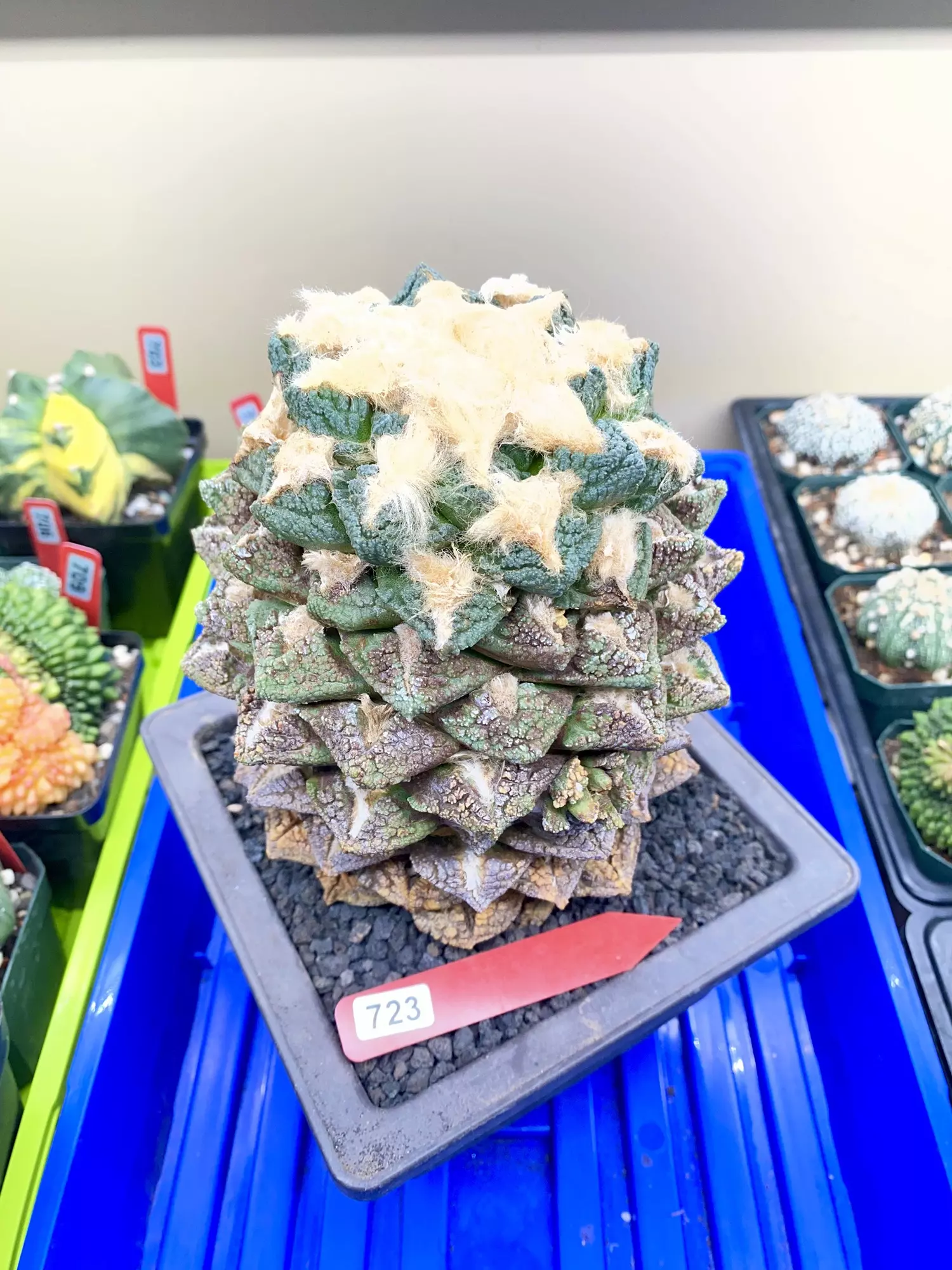 plant/723 Ariocarpus Fissuratus Giant (on own root Degraft)-0