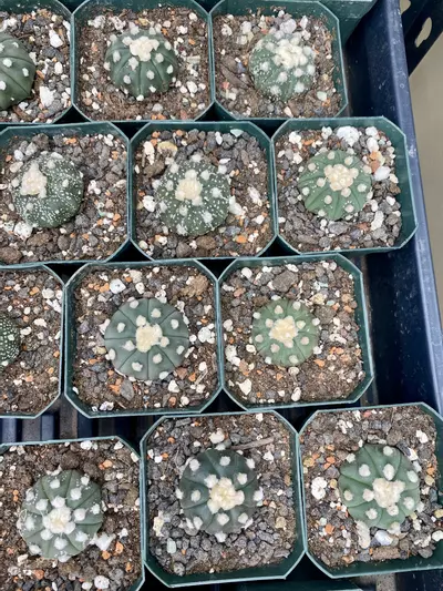 plant/Growers Choice Astrophytum Asterias Ooibo-0-thumbnail