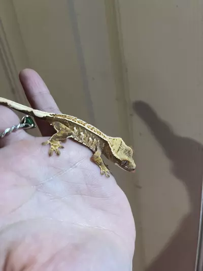 plant/CrIs06 - crazy snowflake harlequin - white dots will expand. mom and full coverage sibling pictured-1-thumbnail