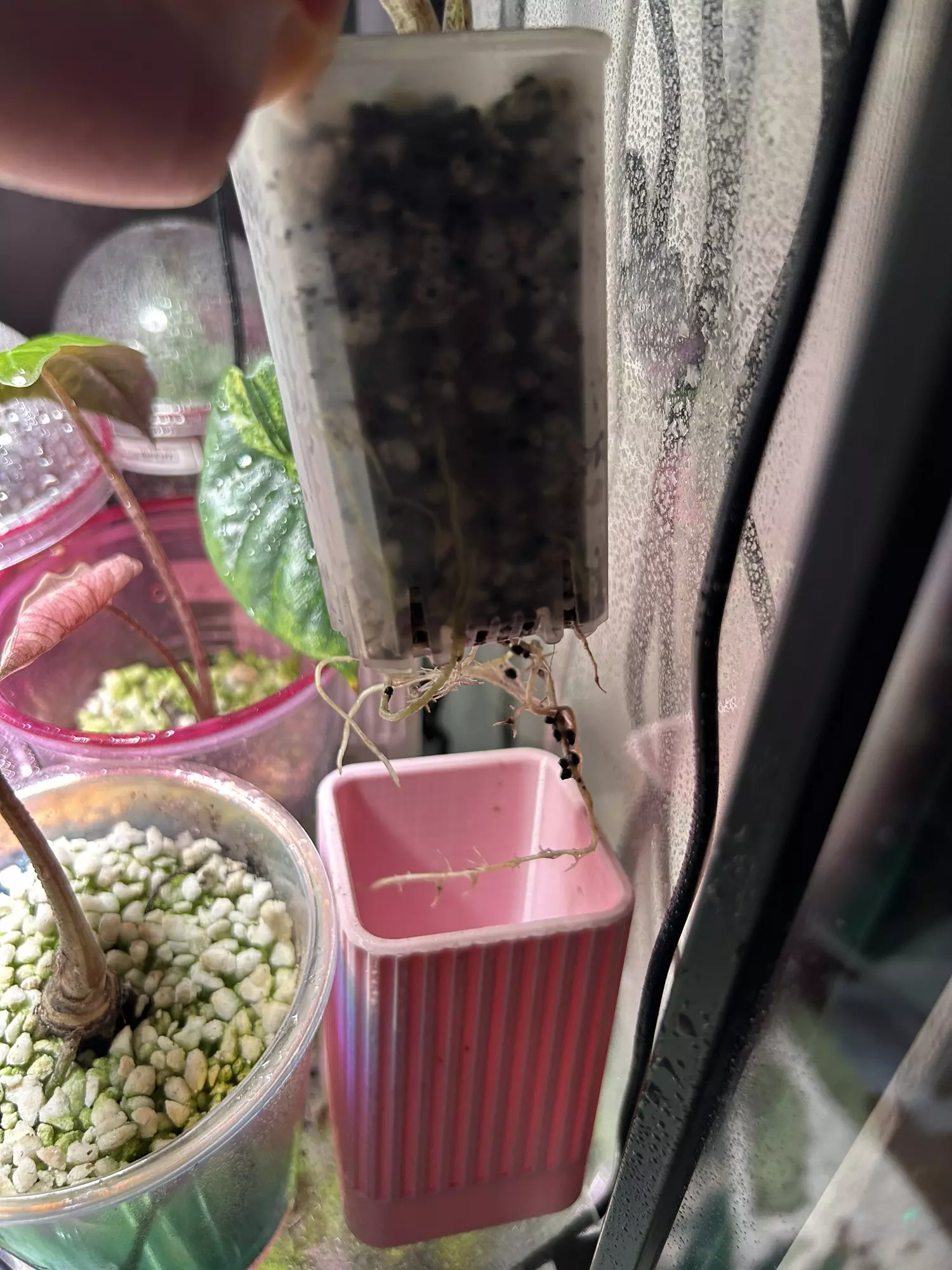 plant/Alocasia Sting Ray Aurea-3