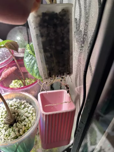 plant/Alocasia Sting Ray Aurea-3-thumbnail