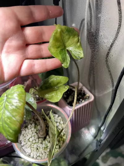 plant/Alocasia Sting Ray Aurea-2-thumbnail